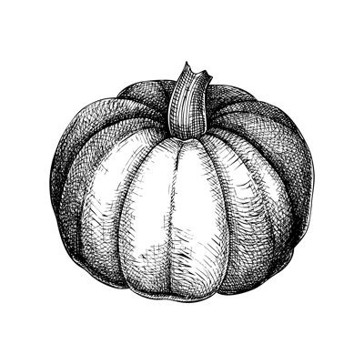 Pumpkin sketch. Vegetable hand-drawn vector illustration. Vintage Thanksgiving day design element. NOT AI generated
